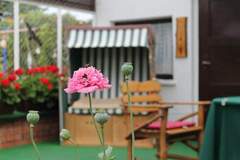 Ferienwohnung - Zur Teufelsschlucht - Ferienunterkunft in Rerik (3 Personen)