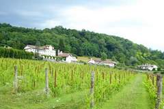 Ferienwohnung - Appartemento Chardonnay - Ferienunterkunft in Santa Giustina (4 Personen)