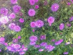 Ferienwohnung - Ferienwohnung Gemütliche Wohnung Andrea in Opatija