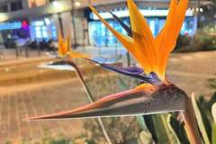 Ferienwohnung - Résidence Suffren - Ferienunterkunft in Sainte-Maxime (5 Personen)