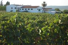 Ferienhaus - El Pintao ó La Corneja - Ferienunterkunft in Moriles (8 Personen)