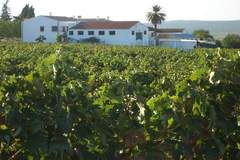 Ferienhaus - El Patriarcal - Ferienunterkunft in Moriles (9 Personen)