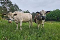 Ferienhaus - Ferienunterkunft in Mellösa (5 Personen)