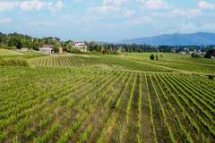 Ferienwohnung - Maria Farmhouse Apartment in Wine Resort in Lucca - Ferienunterkunft in Monte San Quirico (4 Personen)