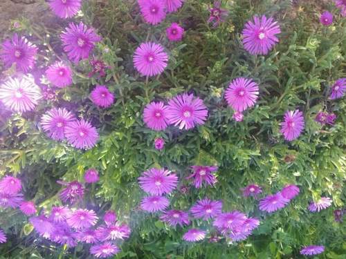 Ferienwohnung Gemütliche Wohnung Andrea in Opatija