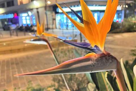 Résidence Suffren - Ferienunterkunft in Sainte-Maxime (5 Personen)