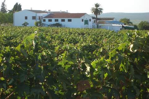 El Pintao ó La Corneja - Ferienunterkunft in Moriles (8 Personen)