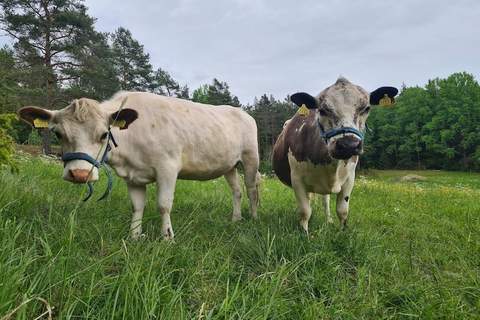 Ferienunterkunft in Mellösa (5 Personen)