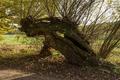Ansicht