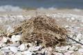 Ansicht