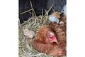 Ansicht