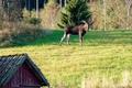 Ansicht