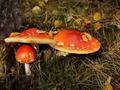 Ansicht